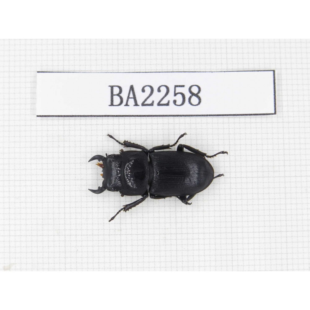 Dorcus sp. China, Guizhou, Qiandongnan, Mt.Leigongshan. 1M. BA2258.