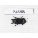 Dorcus sp. China, Guizhou, Qiandongnan, Mt.Leigongshan. 1M. BA2258.