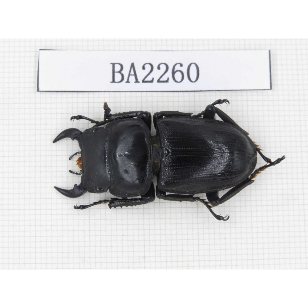 Dorcus sp. China, Guizhou, Qiandongnan, Mt.Leigongshan. 1M. BA2260.