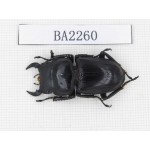 Dorcus sp. China, Guizhou, Qiandongnan, Mt.Leigongshan. 1M. BA2260.