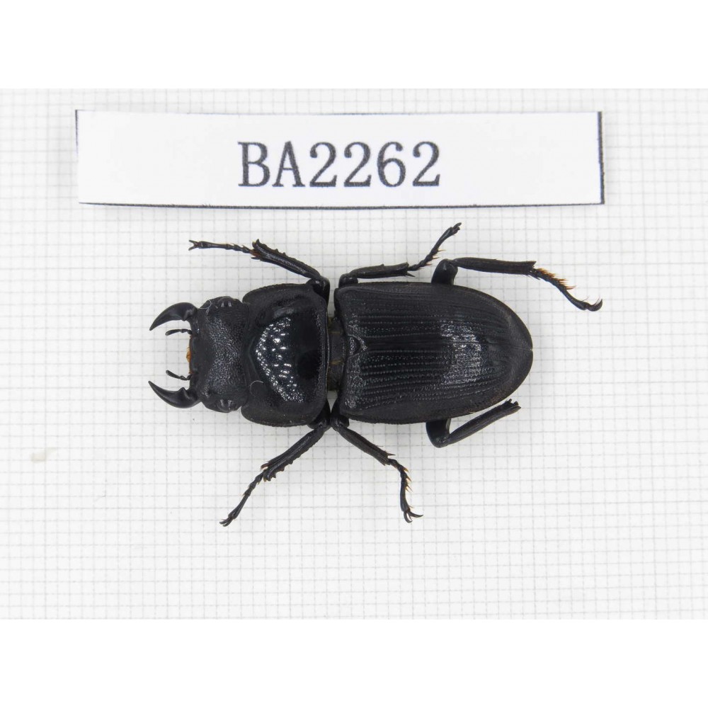 Dorcus sp. China, Guizhou, Qiandongnan, Mt.Leigongshan. 1M. BA2262.
