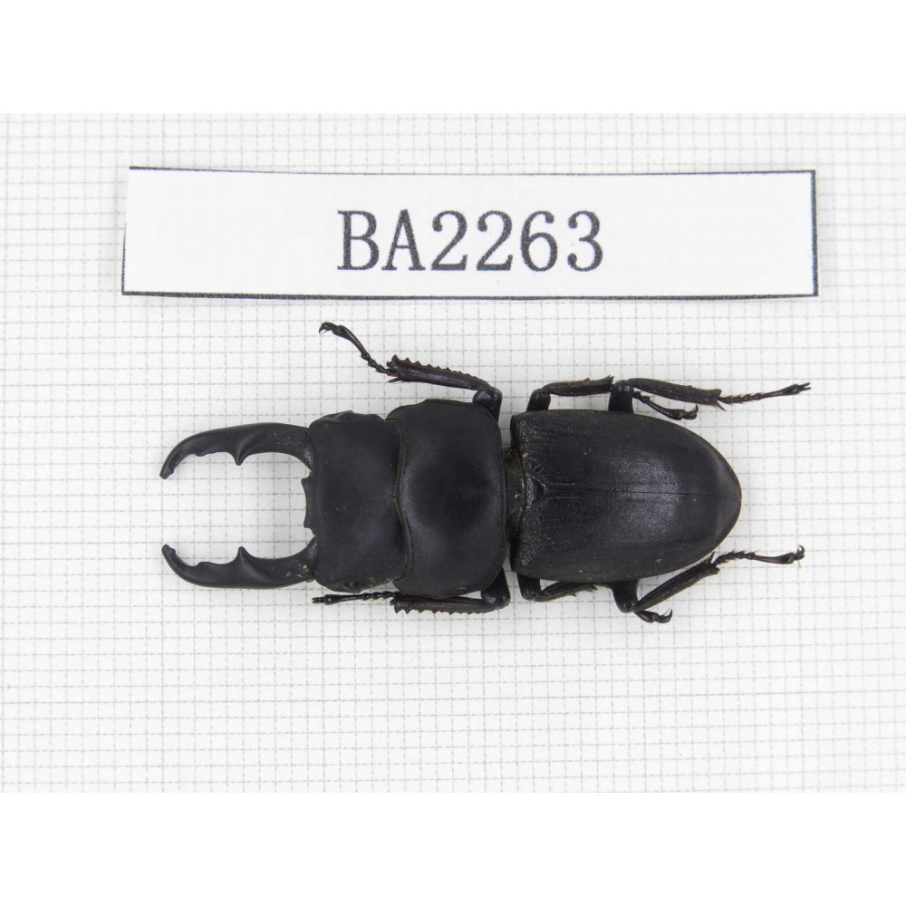 Dorcus sp. China, Guizhou, Qiandongnan, Mt.Leigongshan. 1M. BA2263.