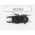 Dorcus sp. China, Guizhou, Qiandongnan, Mt.Leigongshan. 1M. BA2263.