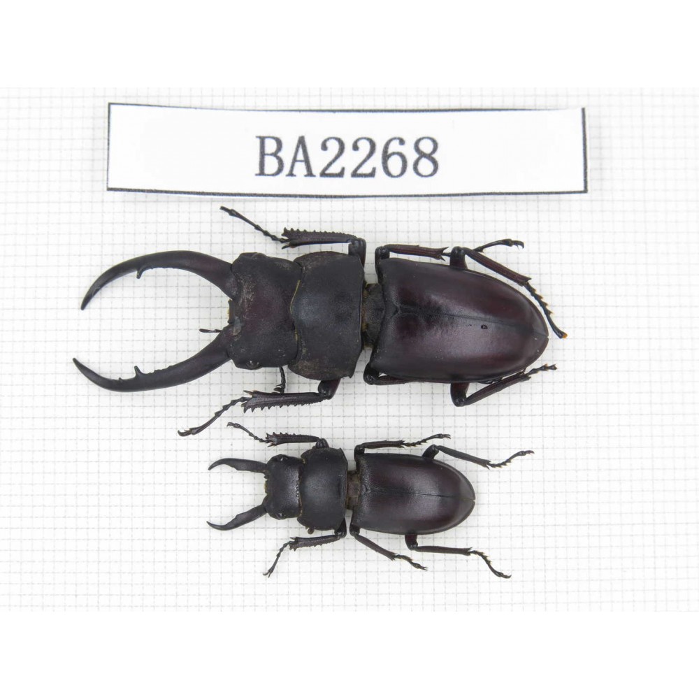 Prosopocoilus sp. China, Guizhou, Qiandongnan, Mt.Leigongshan. 2M. BA2268.