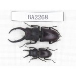 Prosopocoilus sp. China, Guizhou, Qiandongnan, Mt.Leigongshan. 2M. BA2268.