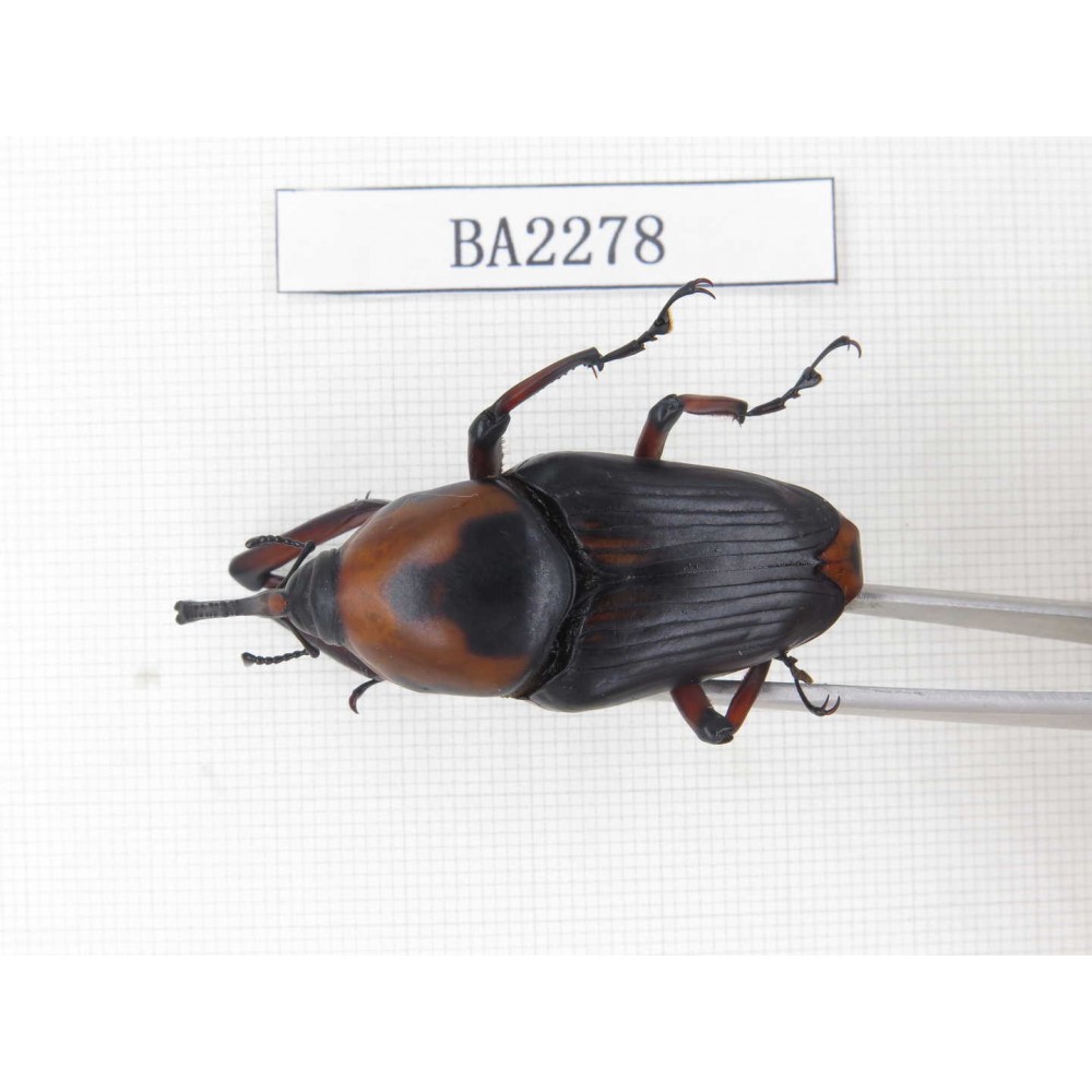 Curculionidae sp. China, Guizhou, Qiandongnan, Mt.Leigongshan. 1Pcs. BA2278.