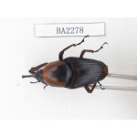 Curculionidae sp. China, Guizhou, Qiandongnan, Mt.Leigongshan. 1Pcs. BA2278.