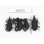 Curculionidae sp. China, Guizhou, Qiandongnan, Mt.Leigongshan. 4Pcs. BA2279.