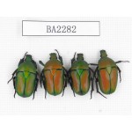 Cetoniidae sp. China, Guizhou, Qiandongnan, Mt.Leigongshan. 4Pcs. BA2282.