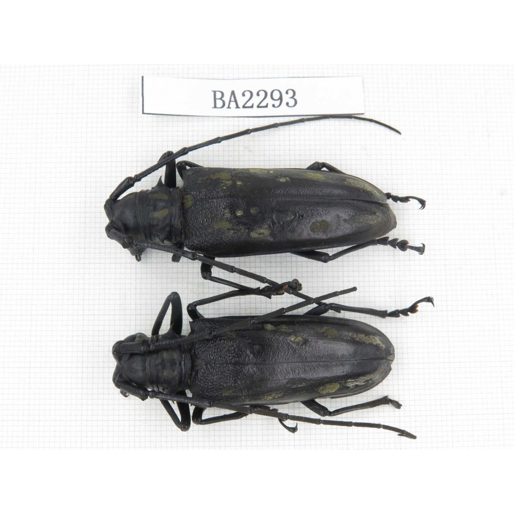 Cerambycidae sp. China, Guizhou, Qiandongnan, Mt.Leigongshan. 2Pcs. BA2293.