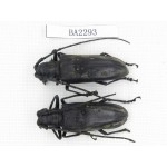 Cerambycidae sp. China, Guizhou, Qiandongnan, Mt.Leigongshan. 2Pcs. BA2293.