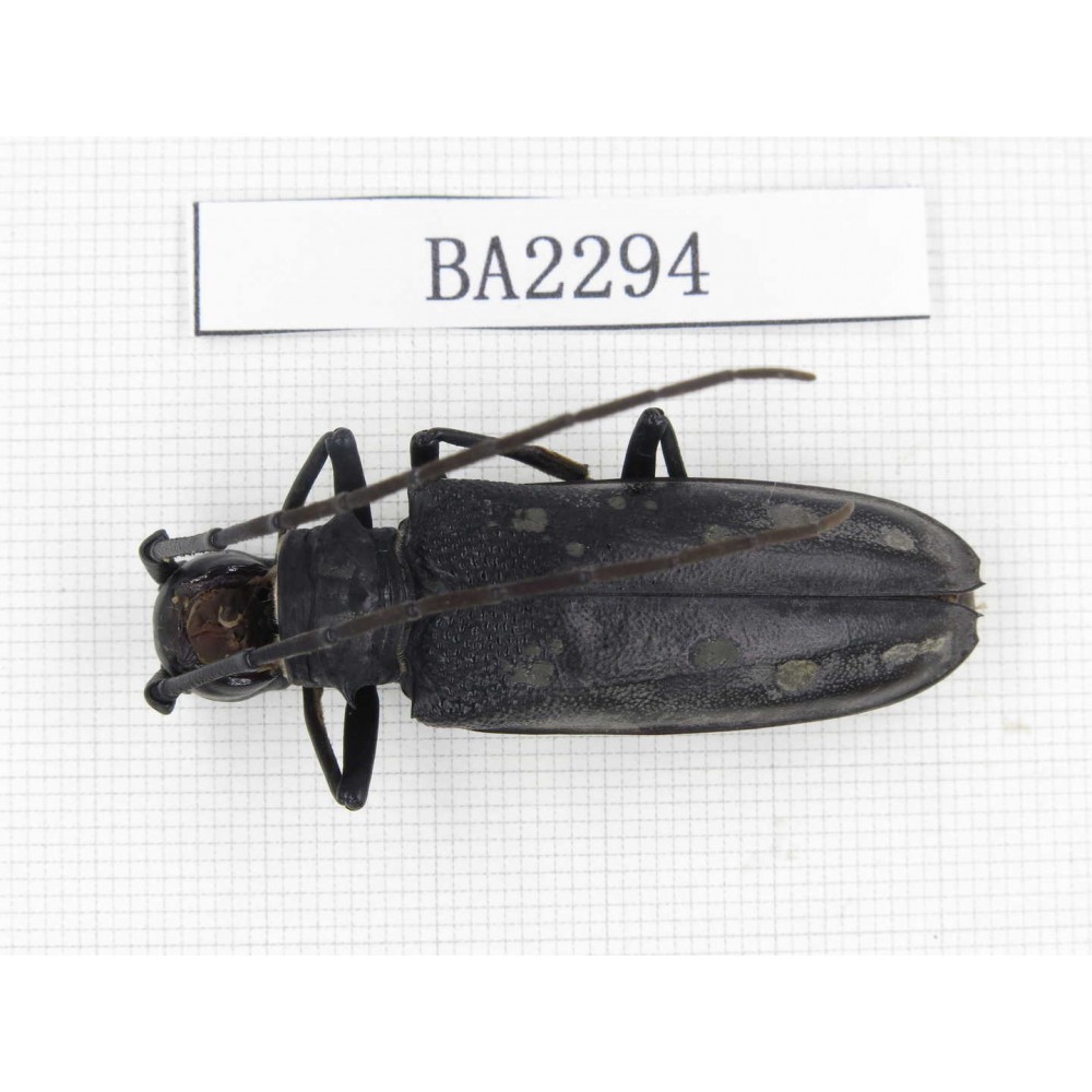 Cerambycidae sp. China, Guizhou, Qiandongnan, Mt.Leigongshan. 1Pcs. BA2294.