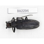 Cerambycidae sp. China, Guizhou, Qiandongnan, Mt.Leigongshan. 1Pcs. BA2294.