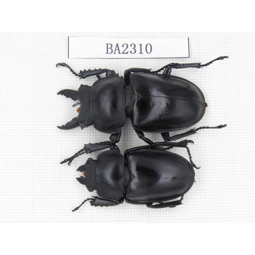 Neolucanus sp. China, Guizhou, Qiandongnan, Mt.Miaoling. 1P. BA2310.