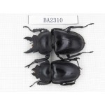 Neolucanus sp. China, Guizhou, Qiandongnan, Mt.Miaoling. 1P. BA2310.