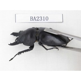 Neolucanus sp. China, Guizhou, Qiandongnan, Mt.Miaoling. 1P. BA2310.