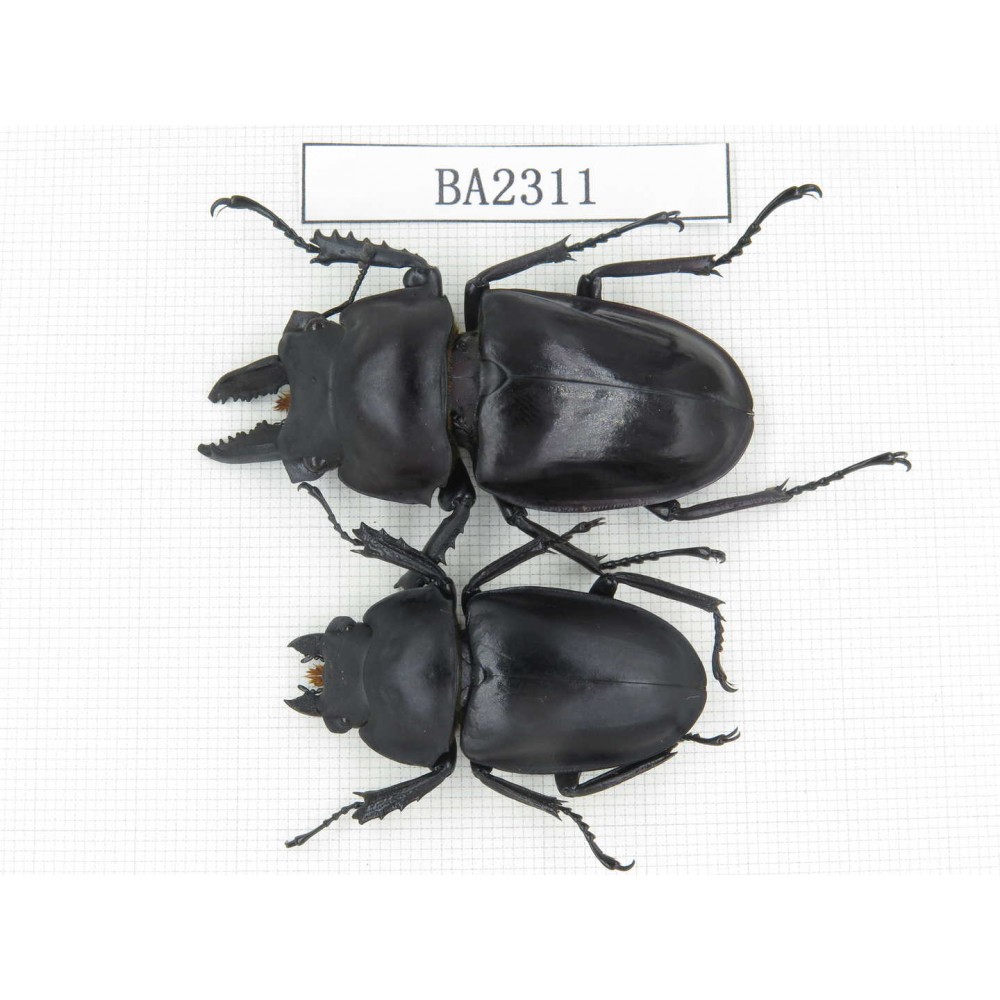 Neolucanus sp. China, Guizhou, Qiandongnan, Mt.Miaoling. 1P. BA2311.