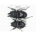 Neolucanus sp. China, Guizhou, Qiandongnan, Mt.Miaoling. 1P. BA2311.