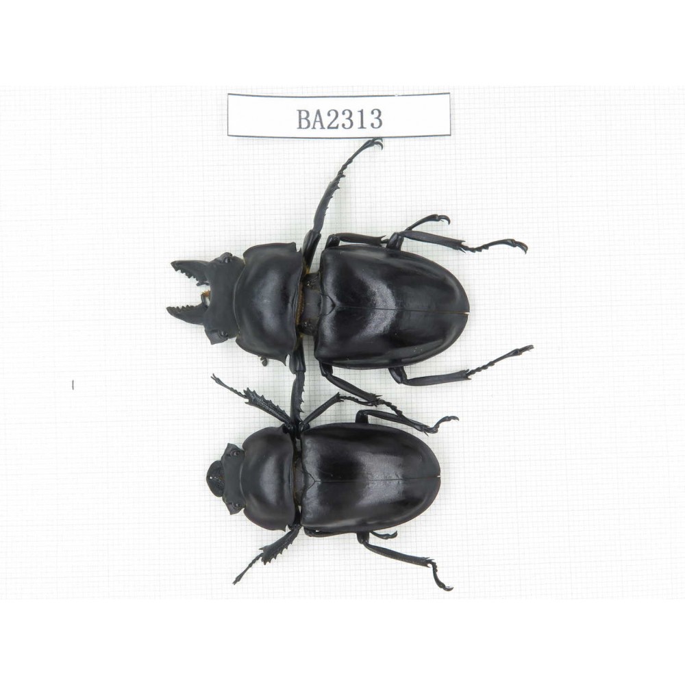 Neolucanus sp. China, Guizhou, Qiandongnan, Mt.Miaoling. 1P. BA2313.