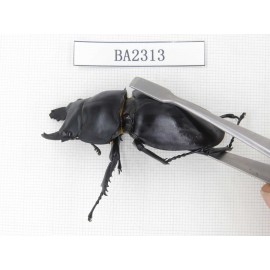 Neolucanus sp. China, Guizhou, Qiandongnan, Mt.Miaoling. 1P. BA2313.