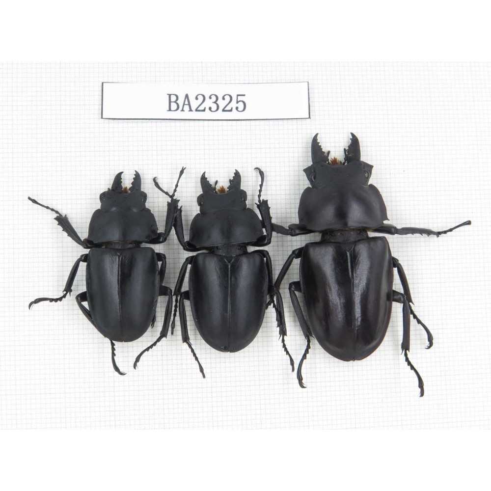 Neolucanus sp. China, Guizhou, Qiandongnan, Mt.Miaoling. 3M. BA2325.