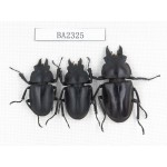 Neolucanus sp. China, Guizhou, Qiandongnan, Mt.Miaoling. 3M. BA2325.