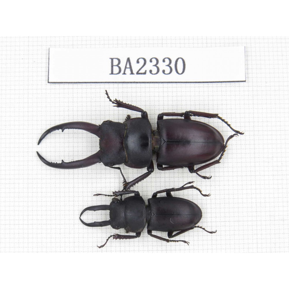 Prosopocoilus sp. China, Guizhou, Qiandongnan, Mt.Miaoling. 2M. BA2330.