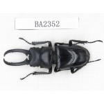 Prosopocoilus sp. China, Guangdong, Mt.Nanling. 1M. BA2352.