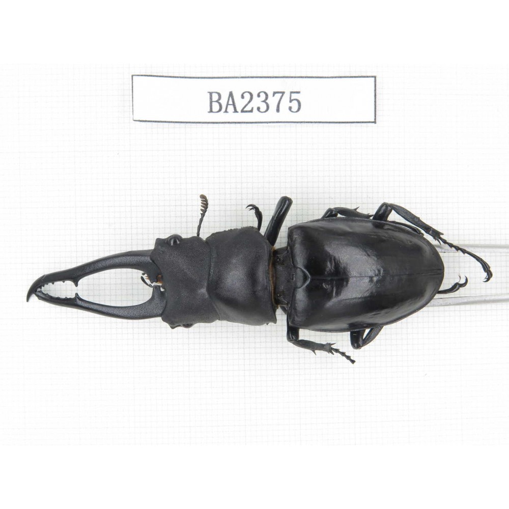 Hexarthrius sp. China, Yunnan, Pingbian county, Mt.Daweishan. 1M. BA2375.