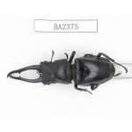 Hexarthrius sp. China, Yunnan, Pingbian county, Mt.Daweishan. 1M. BA2375.