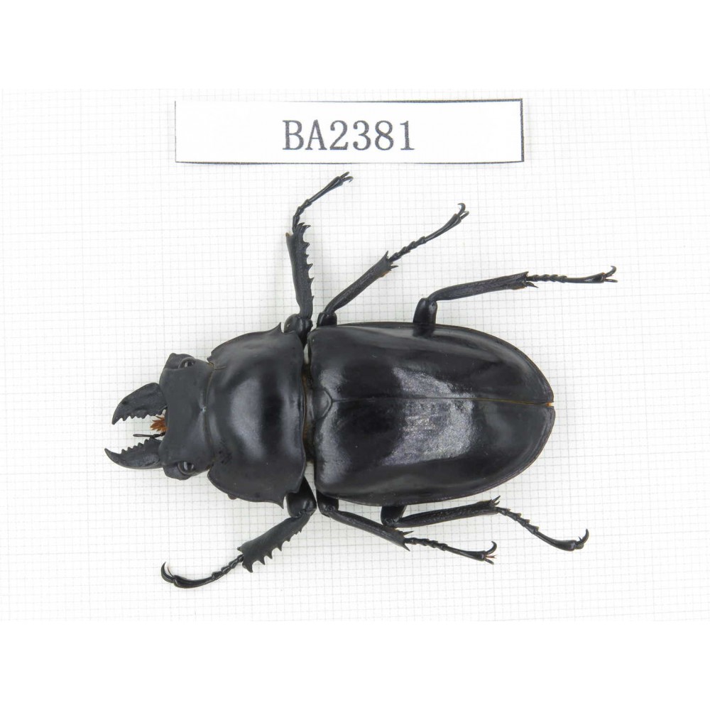 Neolucanus sp. China, Yunnan, Pingbian county, Mt.Daweishan. 1M. BA2381.