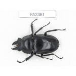 Neolucanus sp. China, Yunnan, Pingbian county, Mt.Daweishan. 1M. BA2381.