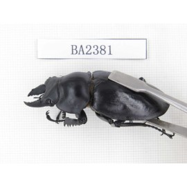 Neolucanus sp. China, Yunnan, Pingbian county, Mt.Daweishan. 1M. BA2381.