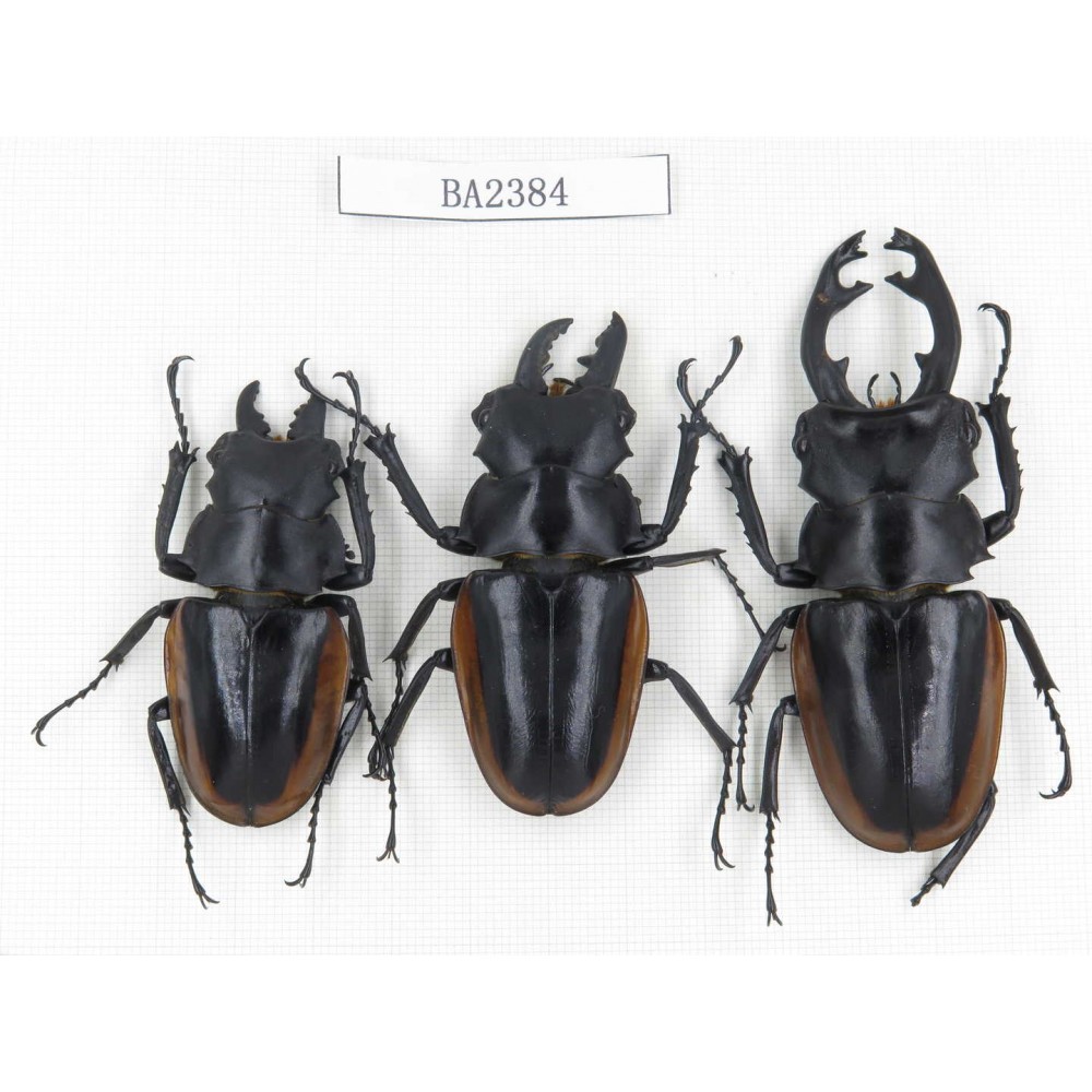 Odontolabis cuvera ssp. China, Yunnan, Pingbian county, Mt.Daweishan. 3M. BA2384.