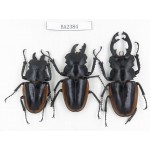 Odontolabis cuvera ssp. China, Yunnan, Pingbian county, Mt.Daweishan. 3M. BA2384.
