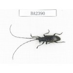 Cerambycidae sp. China, Yunnan, Nujiang, N of Mt.Biluoxueshan. 1Pcs. BA2390.