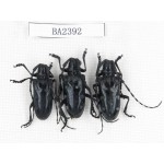 Cerambycidae sp. China, Yunnan, Nujiang, N of Mt.Biluoxueshan. 3Pcs. BA2392.