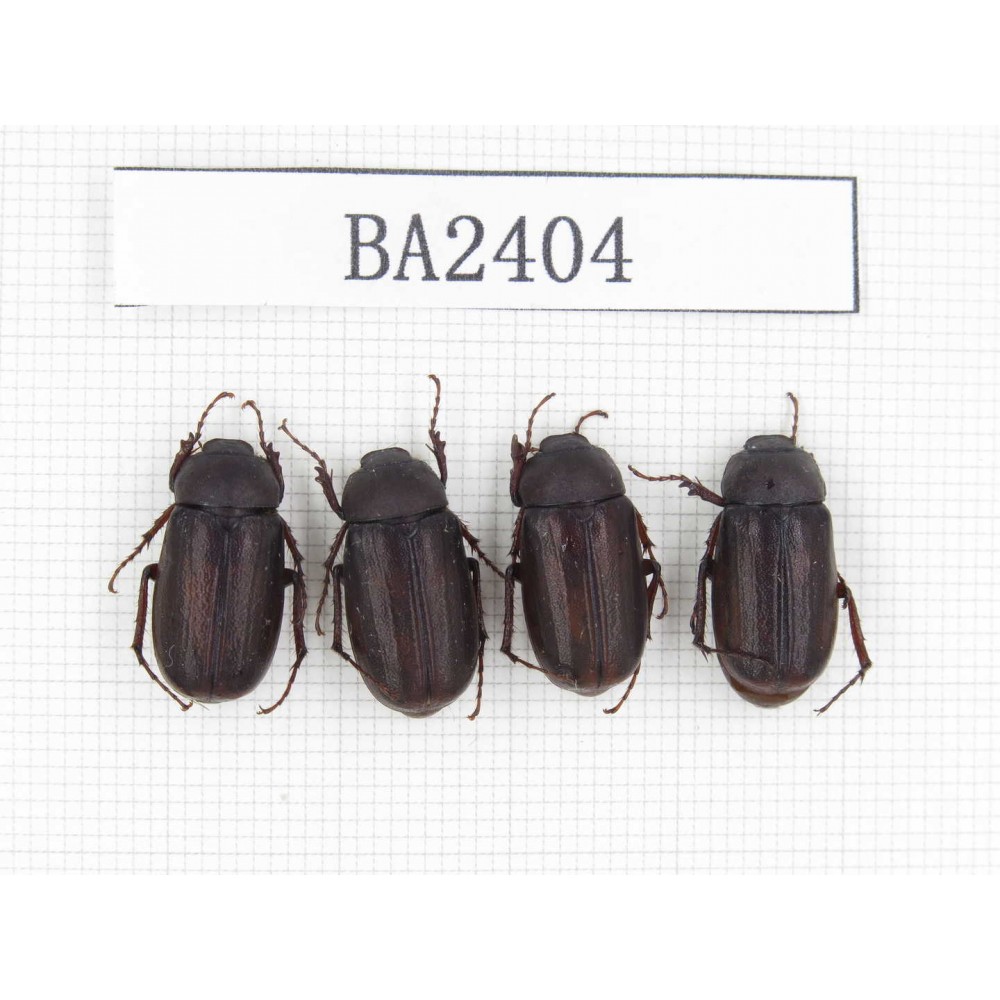 Melolonthidae sp. China, Yunnan, Nujiang, N of Mt.Biluoxueshan. 4Pcs. BA2404.