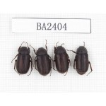 Melolonthidae sp. China, Yunnan, Nujiang, N of Mt.Biluoxueshan. 4Pcs. BA2404.