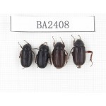 Melolonthidae sp. China, Yunnan, Nujiang, N of Mt.Biluoxueshan. 4Pcs. BA2408.
