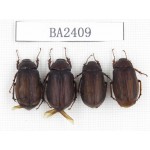 Melolonthidae sp. China, Yunnan, Nujiang, N of Mt.Biluoxueshan. 4Pcs. BA2409.