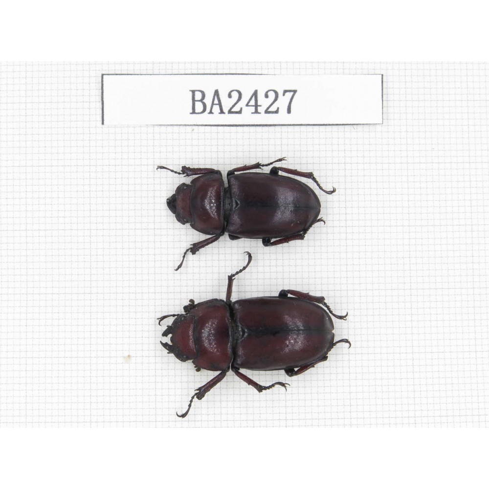 Prosopocoilus sp. China, Yunnan, Nujiang, N of Mt.Biluoxueshan. 2F. BA2427.