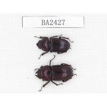 Prosopocoilus sp. China, Yunnan, Nujiang, N of Mt.Biluoxueshan. 2F. BA2427.