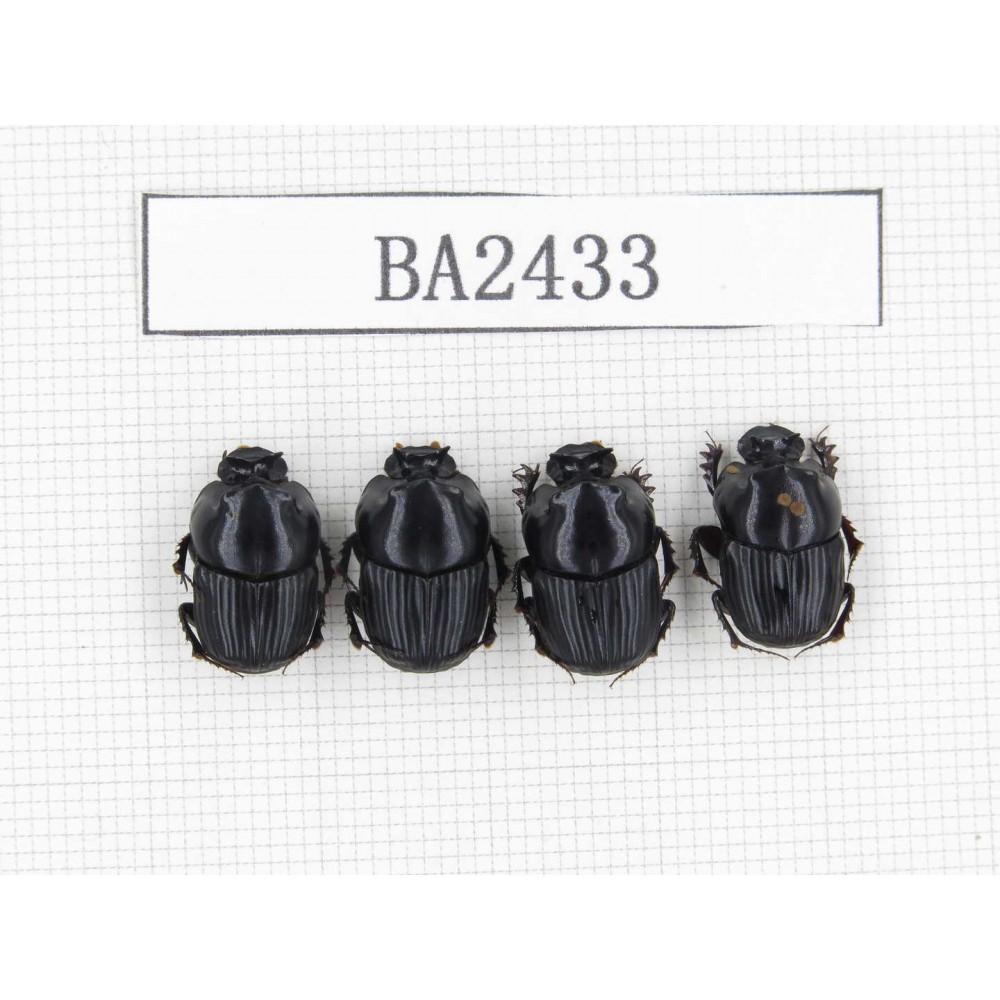 Geotrupidae sp. China, Yunnan, Honghe, Jinping county. 4Pcs. BA2433.