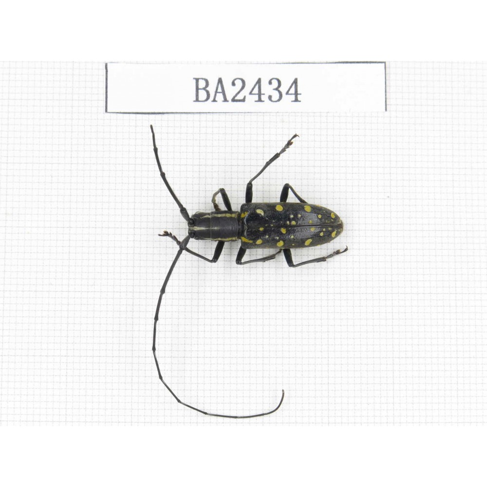 Cerambycidae sp. China, Yunnan, Honghe, Jinping county. 1Pcs. BA2434.