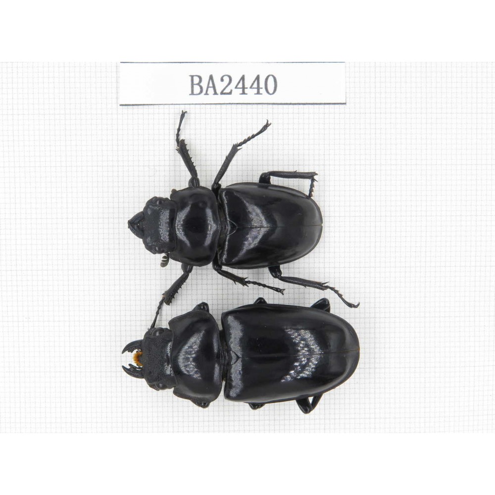 Dorcus sp. China, Yunnan, Pingbian county, Baihe. 1P. BA2440.