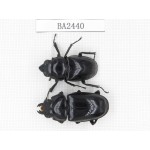 Dorcus sp. China, Yunnan, Pingbian county, Baihe. 1P. BA2440.