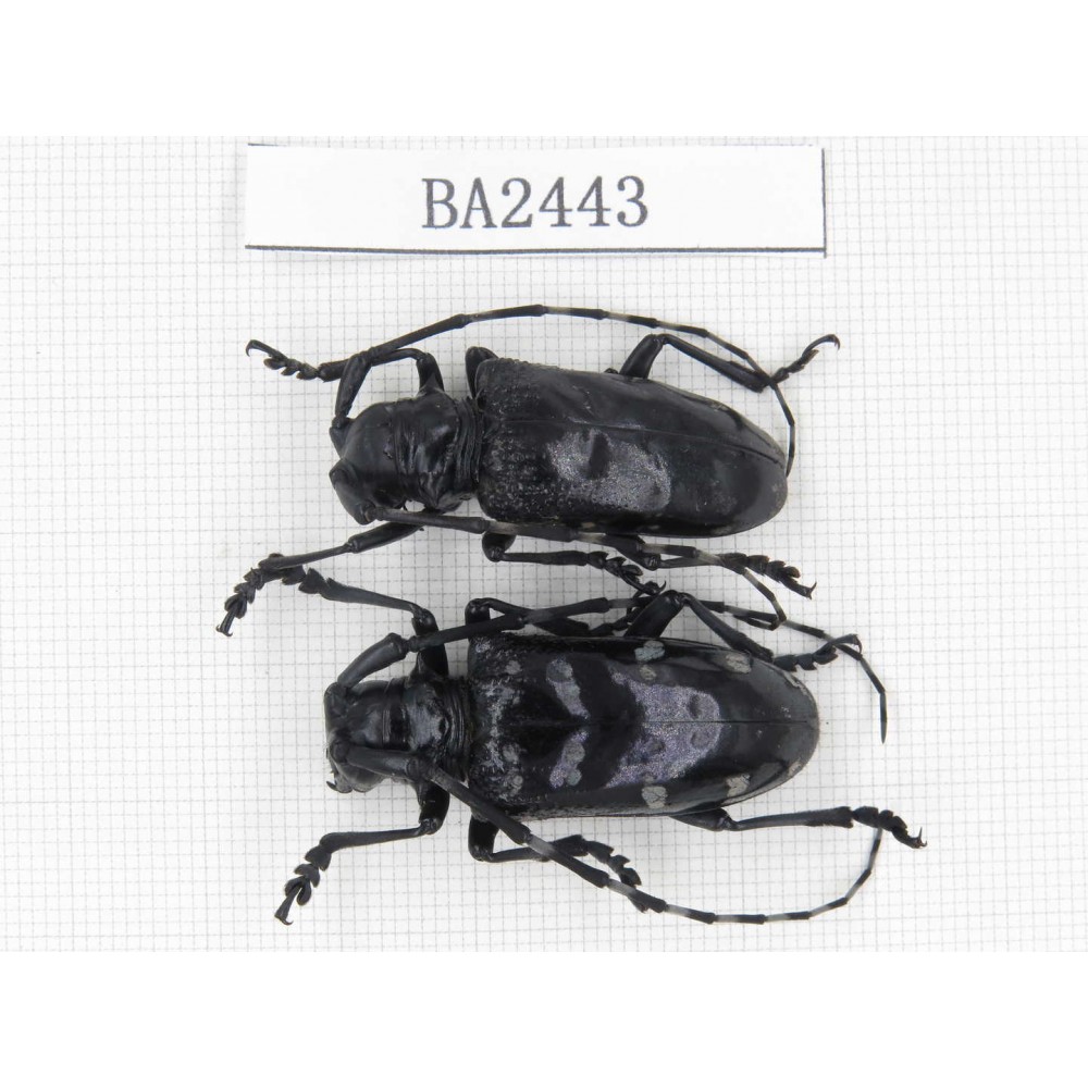 Cerambycidae sp. China, Yunnan, Honghe, Jinping county. 2Pcs. BA2443.