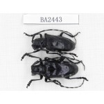 Cerambycidae sp. China, Yunnan, Honghe, Jinping county. 2Pcs. BA2443.