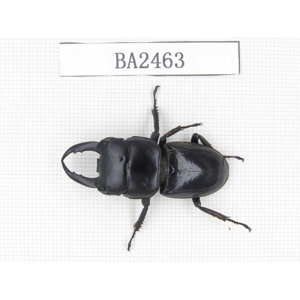 Dorcus sp. China, Yunnan, Honghe, Jinping county. 1M. BA2462.